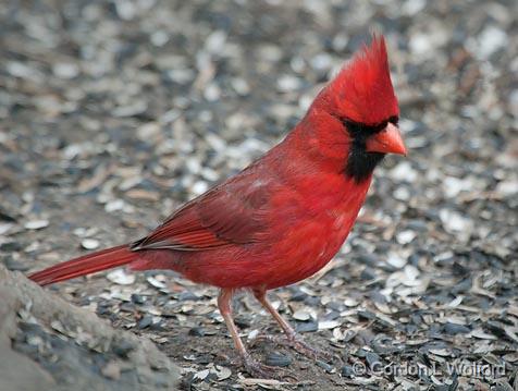 Cardinal On The Ground_24786.jpg - Northern Cardinal (Cardinalis cardinalis) photographed at Ottawa, Ontario, Canada.